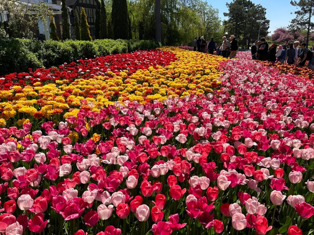 Tulip Festival I went to