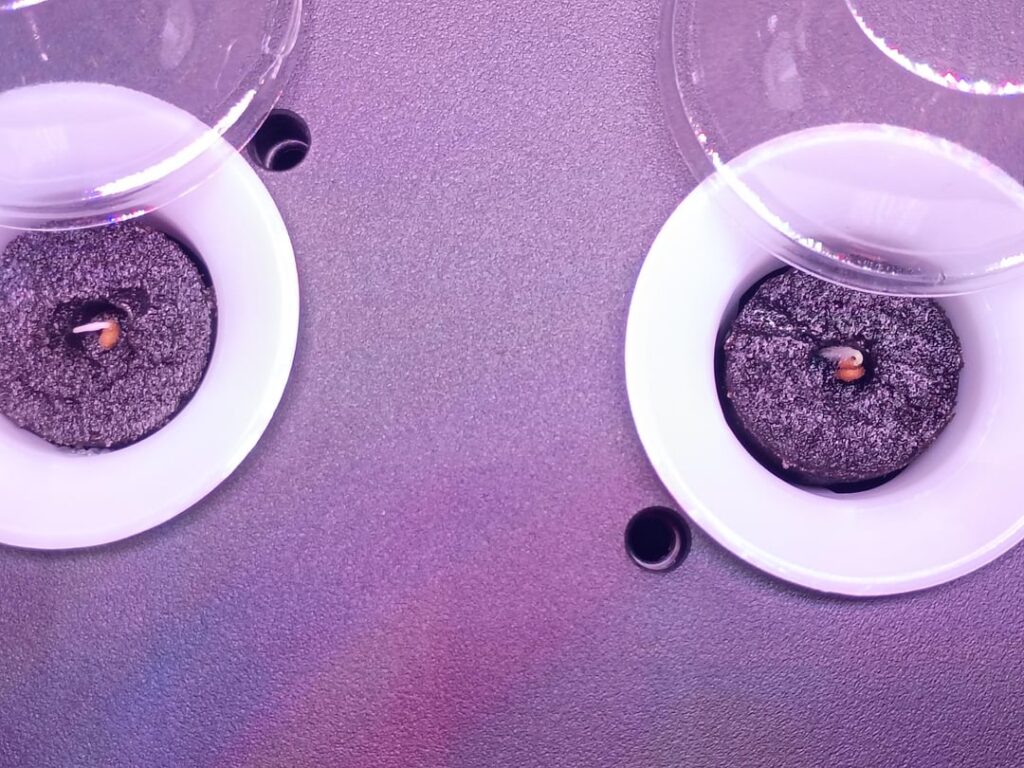 SECOND day in the Mufga and already seeing sprouting 🤗🤯 SECOND day in the Mufga and already seeing sprouting 🤗🤯