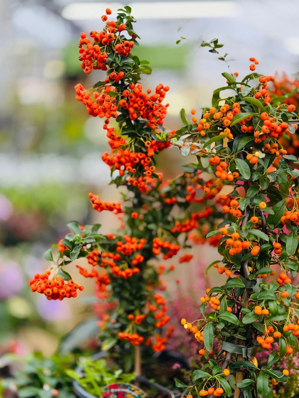 pyracantha coccinea plant with orange berries