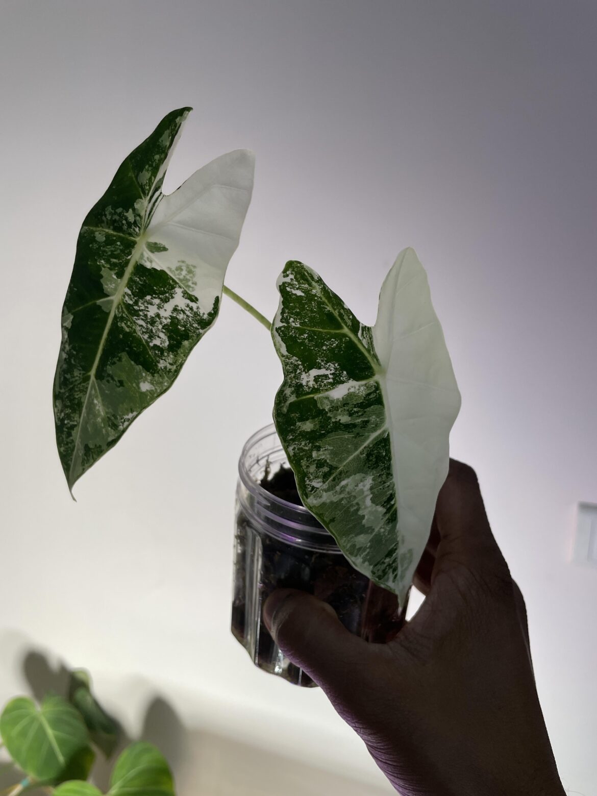 The new half moon leaf on my frydek