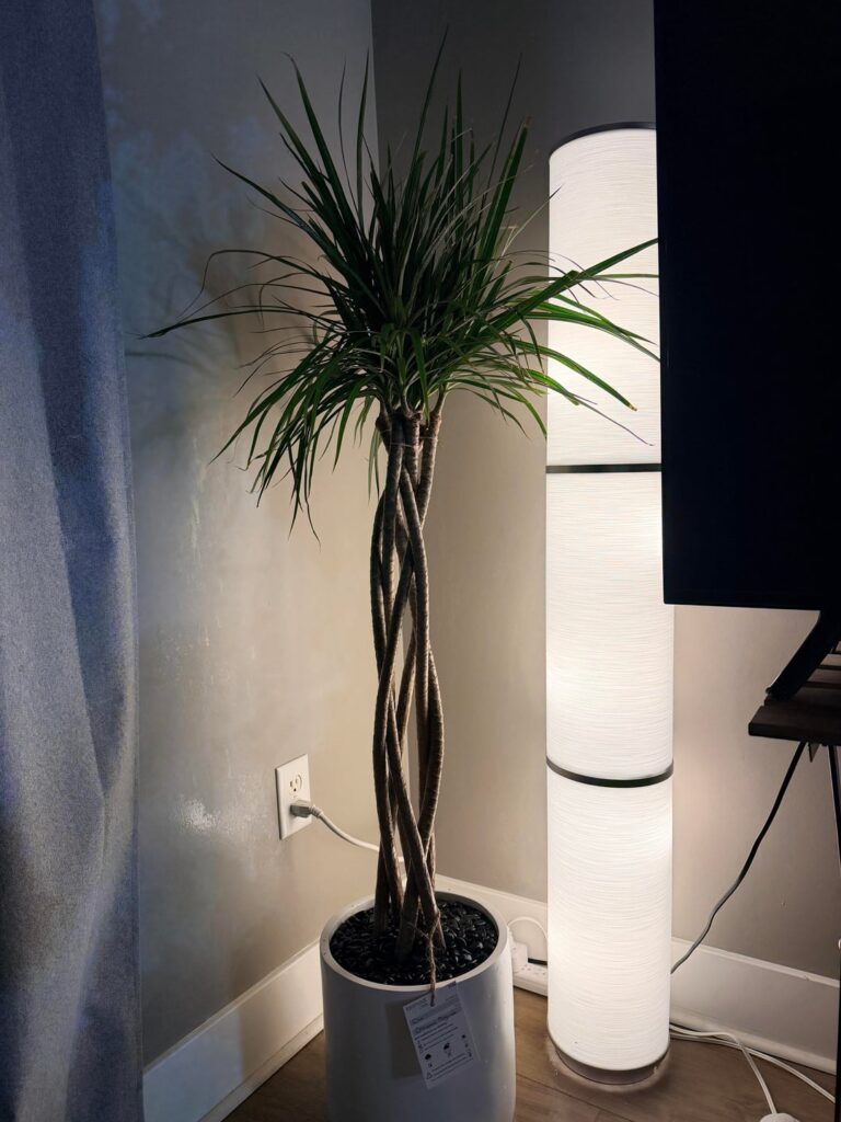 Help!! Unknown infestation in my Dracaena marginata. Sprayed with isopropyl- what now??