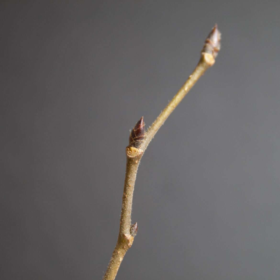 Buds on new growth Buds on new growth