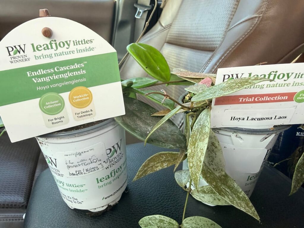 Early morning HD finds