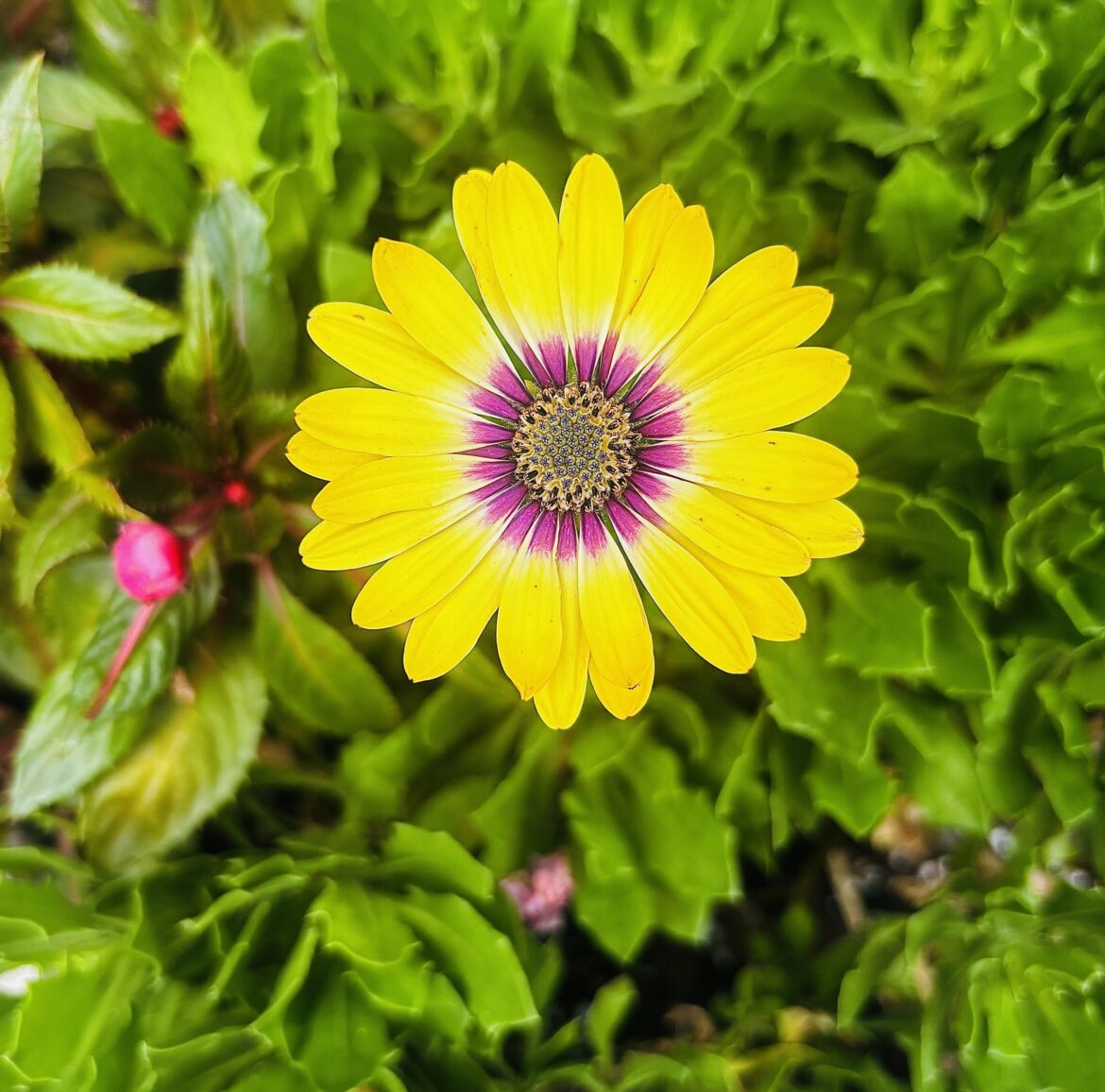 Shining like the sun