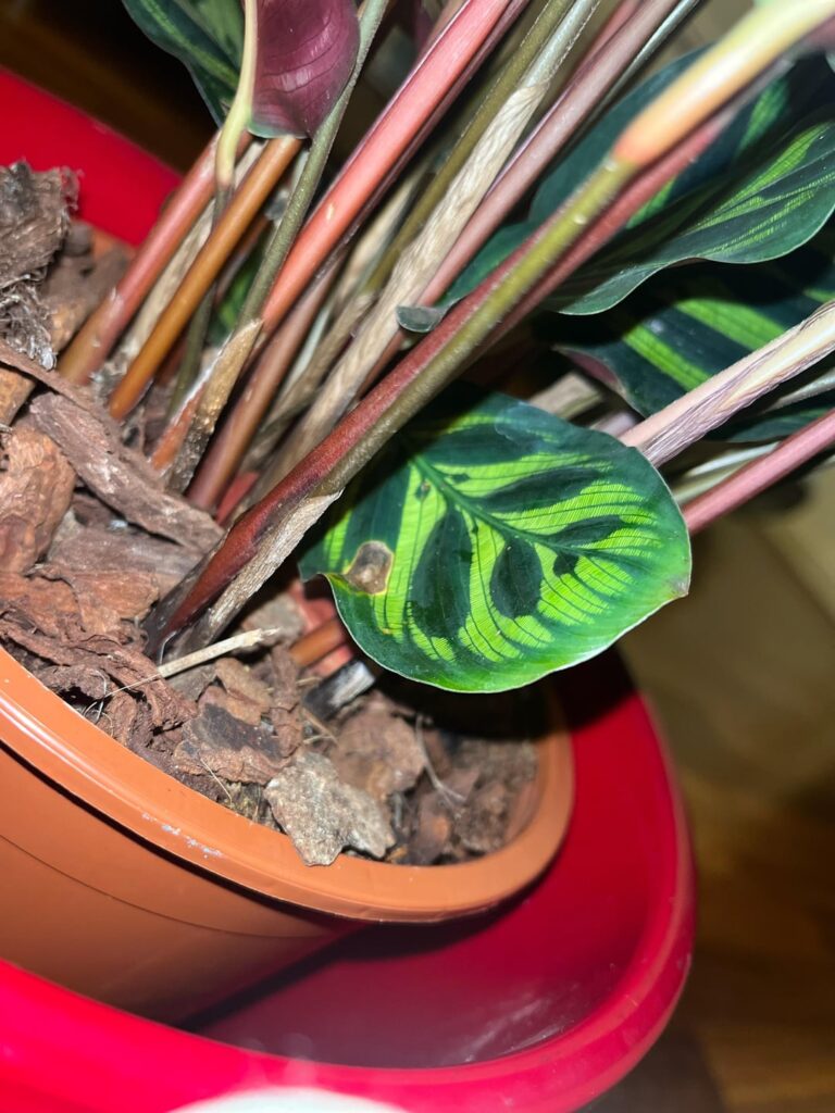 What's wrong? Calathea Makoyana