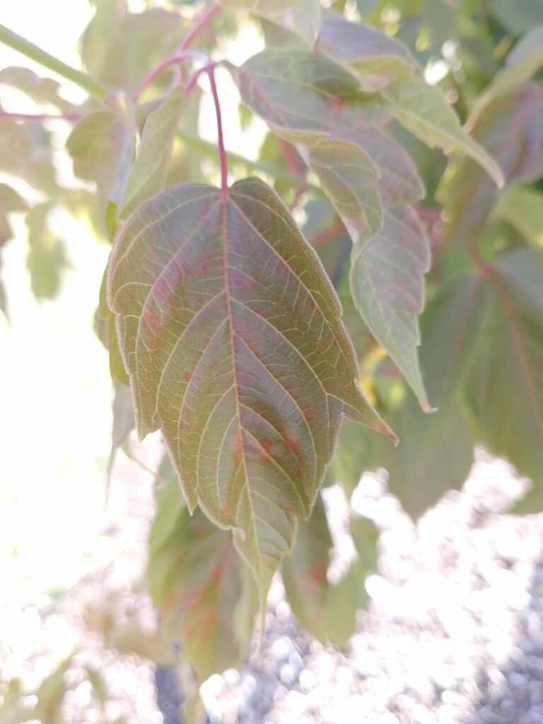 Box elder maple – mildew? Box elder maple - mildew?