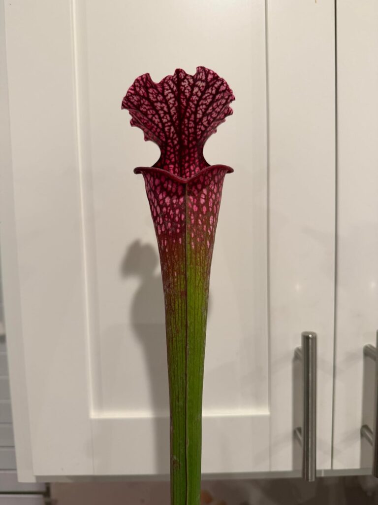 Christmas Came Early Christmas Came Early