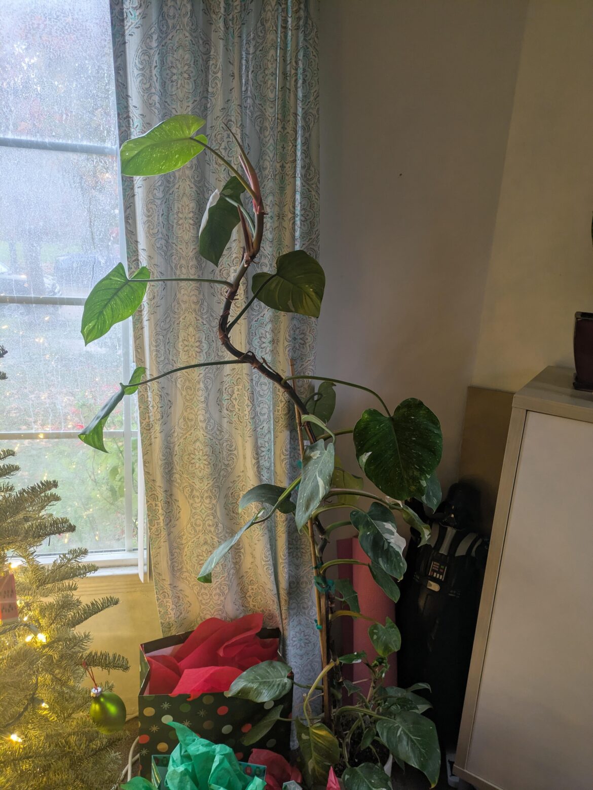 What do I do with this thing?