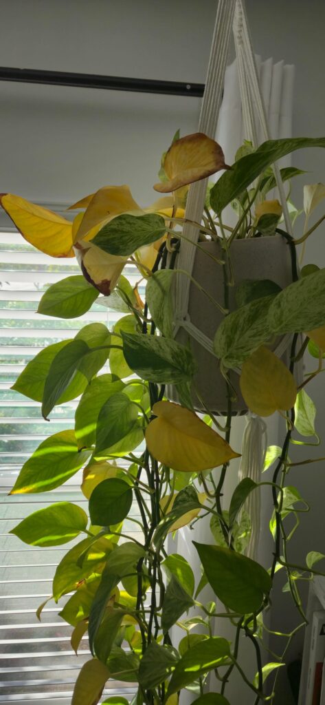 Help!!! Losing a lot of leaves! Help!!! Losing a lot of leaves!