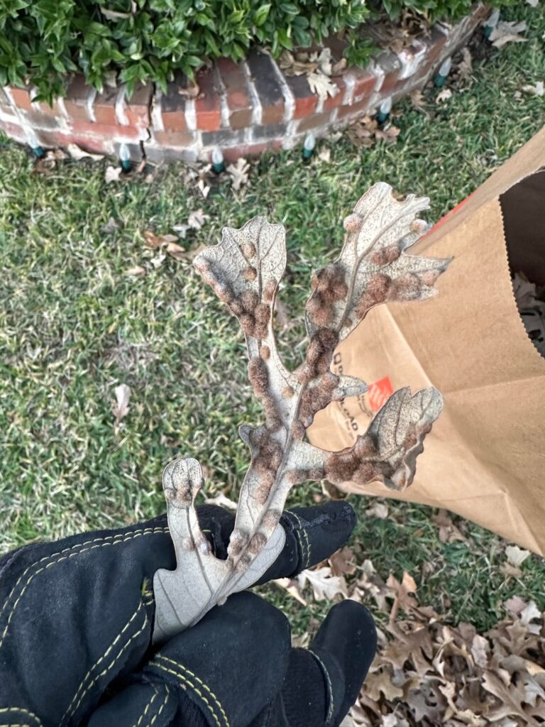 What is this growing on leaf