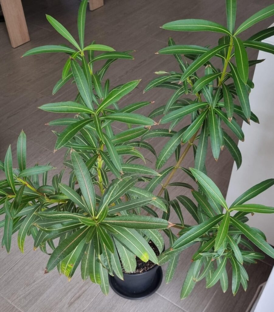 Oleander leaves with spots on tips? Oleander leaves with spots on tips?