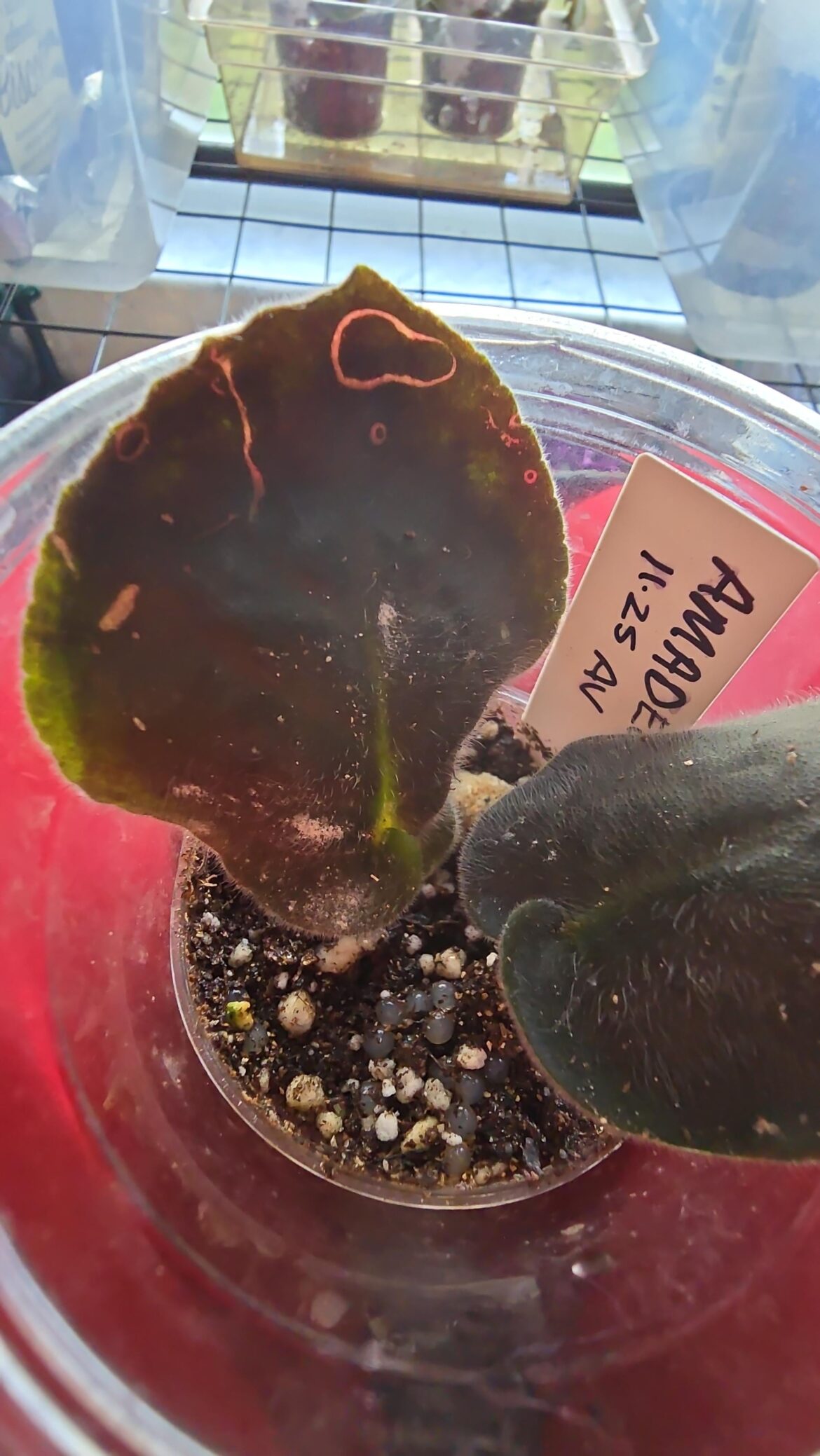 Is this a virus? Is this a virus?