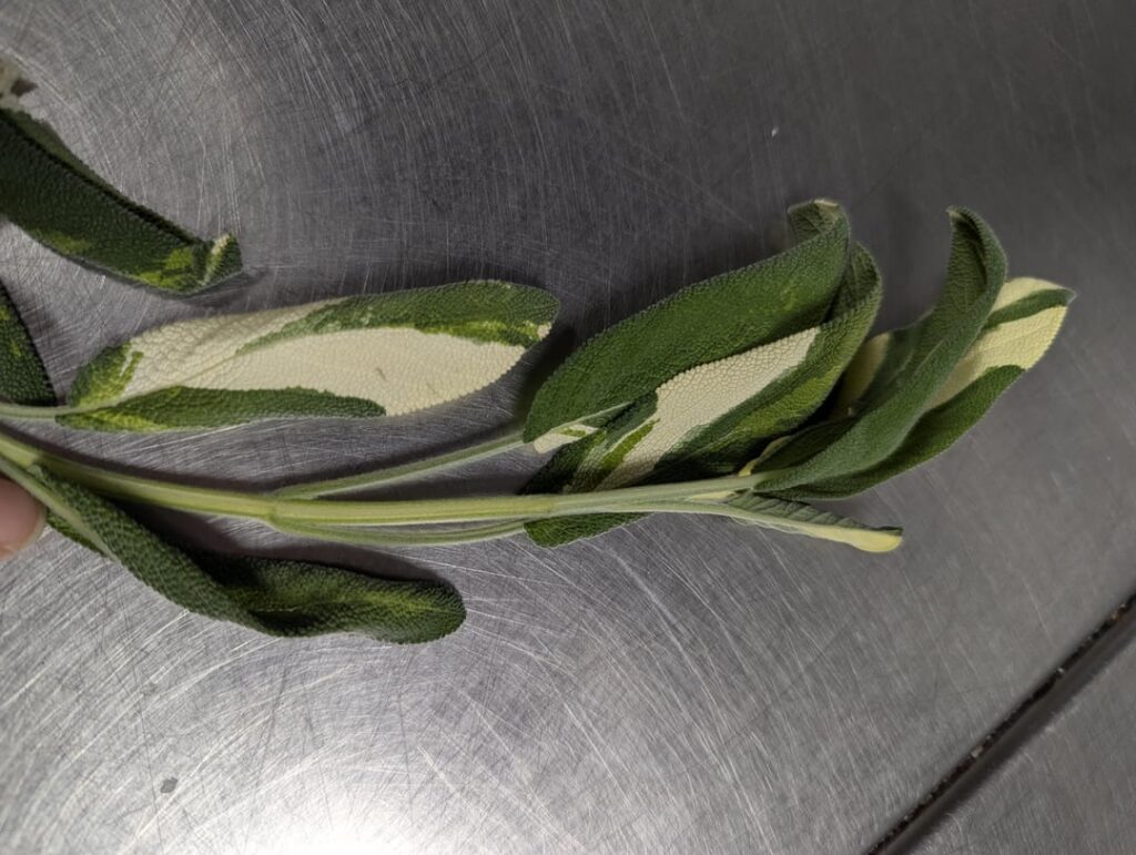 Going to try to propagate this verigated sage I received at work!