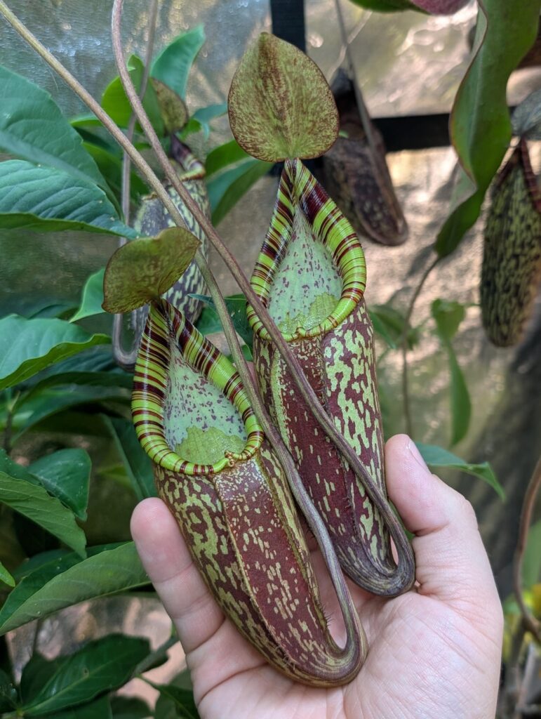Some gorgeous new pitchers on my N. spectabilis 'Perkinson Giant'!