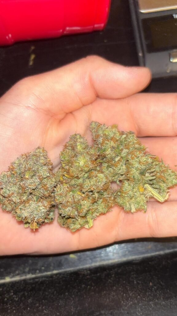 Sour Black Cherry Haze SMOKE/GROW REPORT