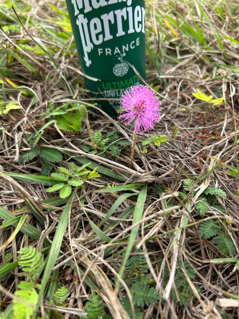 Flower or plant?