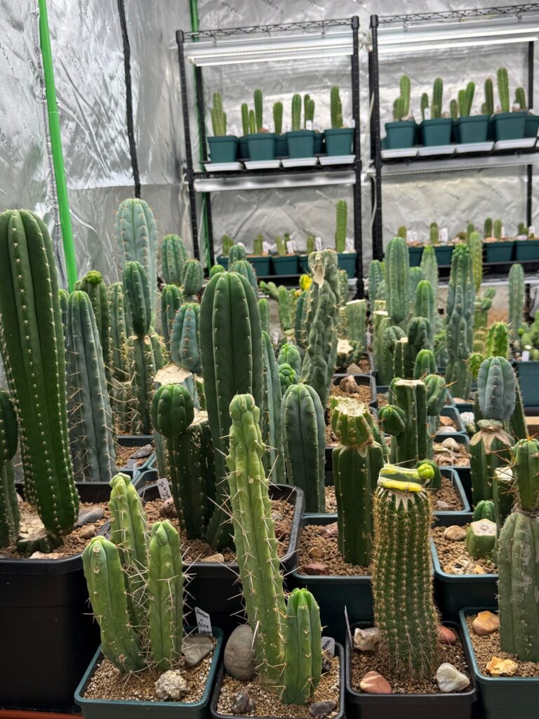 Morning Stretch 🌄 🌵