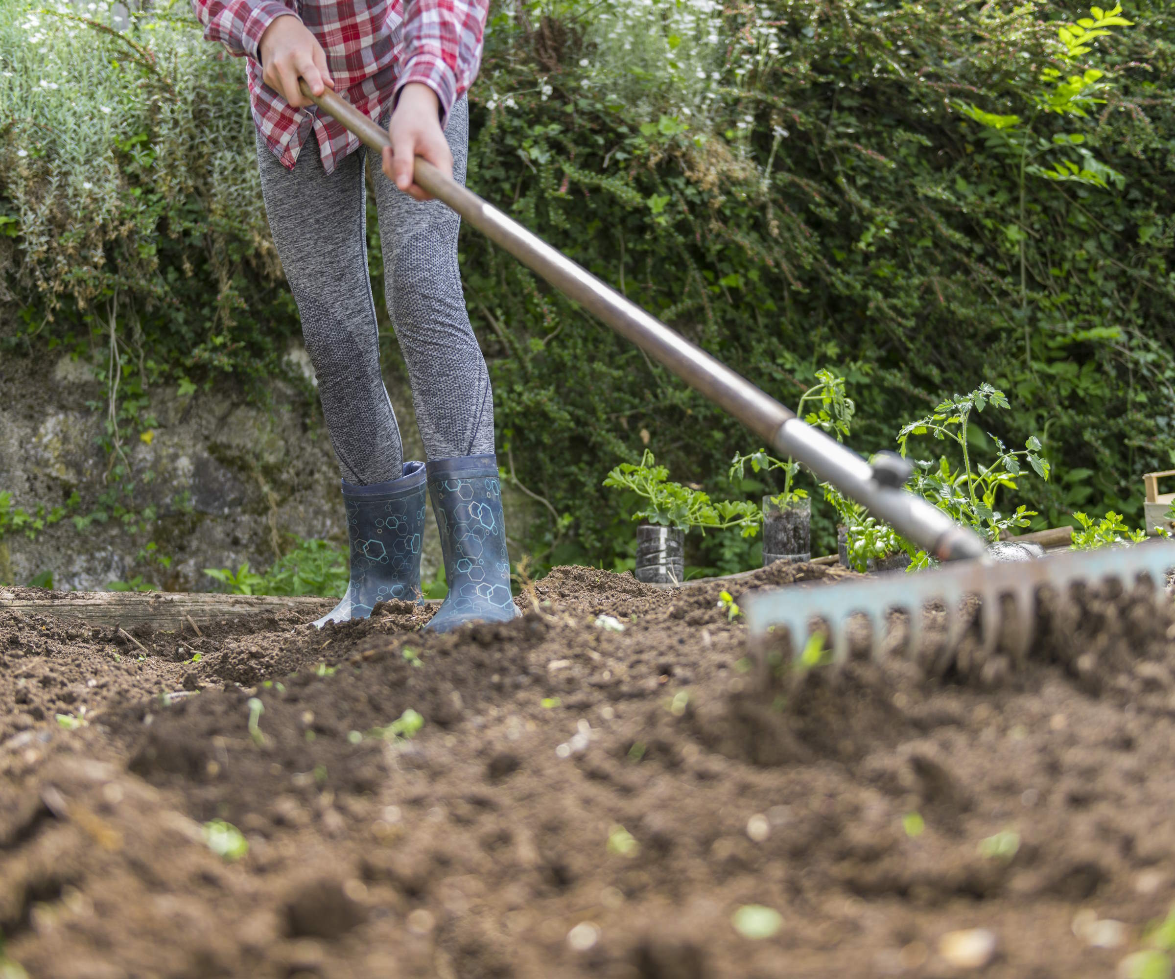 Raking the soil in a vegetable garden