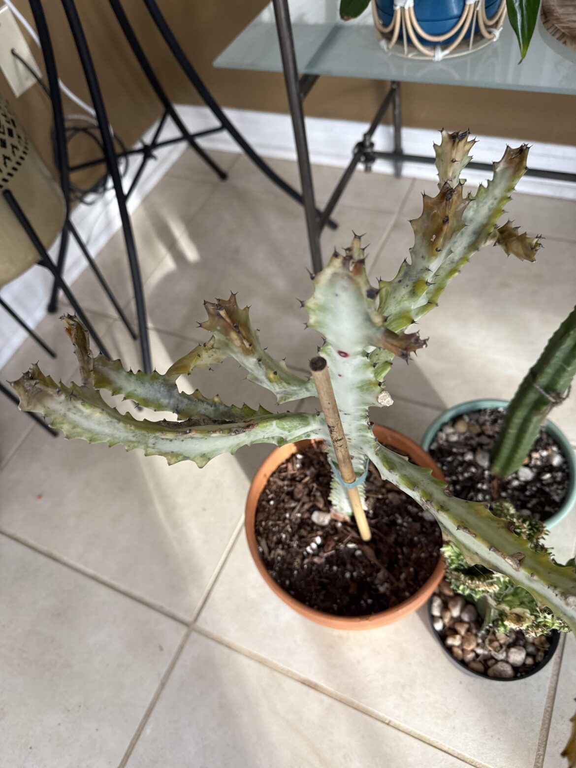 Is there hope in saving this?