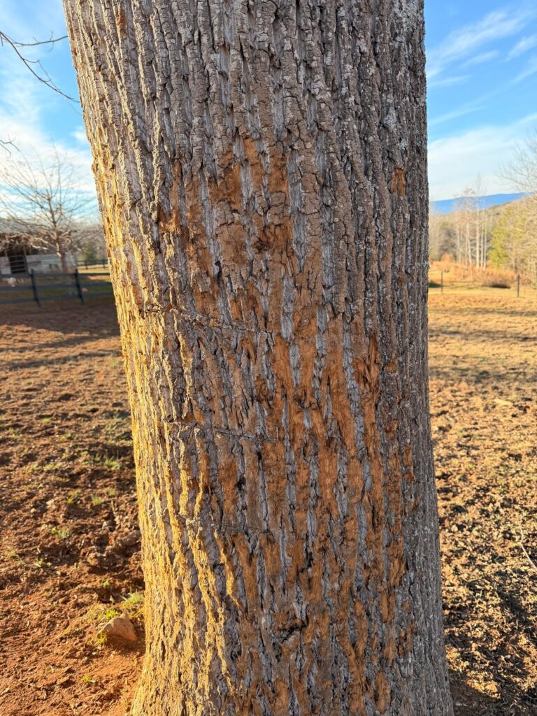 How badly did my horses damage this tree?