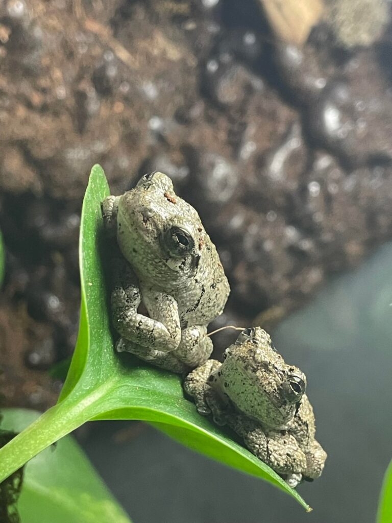 Newest update on my bioactive vivarium/terrarium Newest update on my bioactive vivarium/terrarium