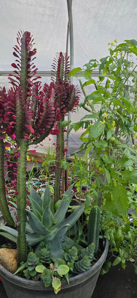 Backyard Oasis Texas Zone 8 Backyard Oasis Texas Zone 8