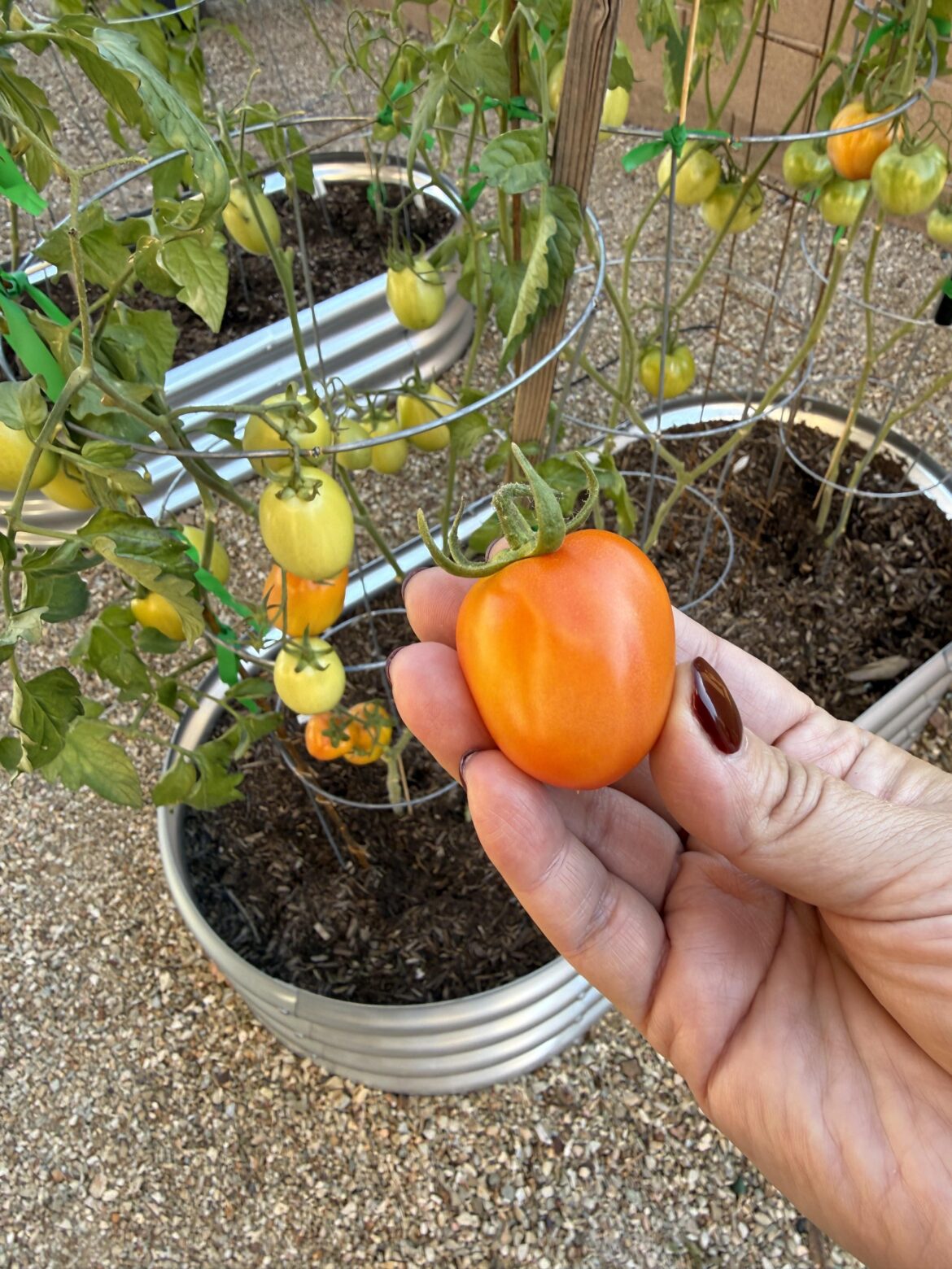 First tomato harvested today 🙂‍↕️