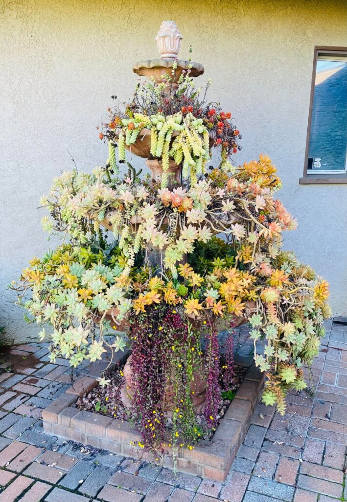 My water fountain planted with succulents