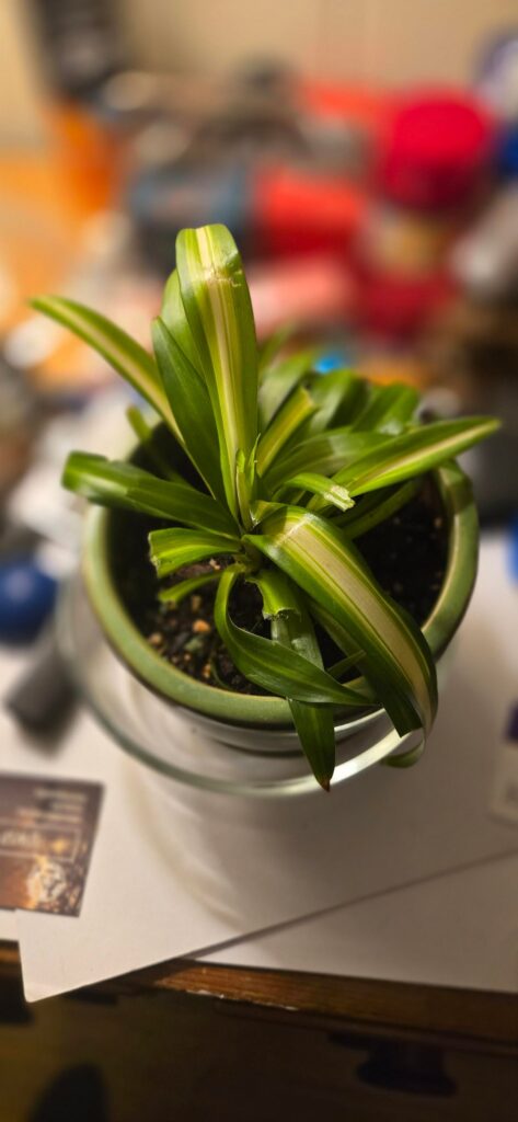 My mother's cat decided my spider plant would be a delicious treat tonight. Will it survive?