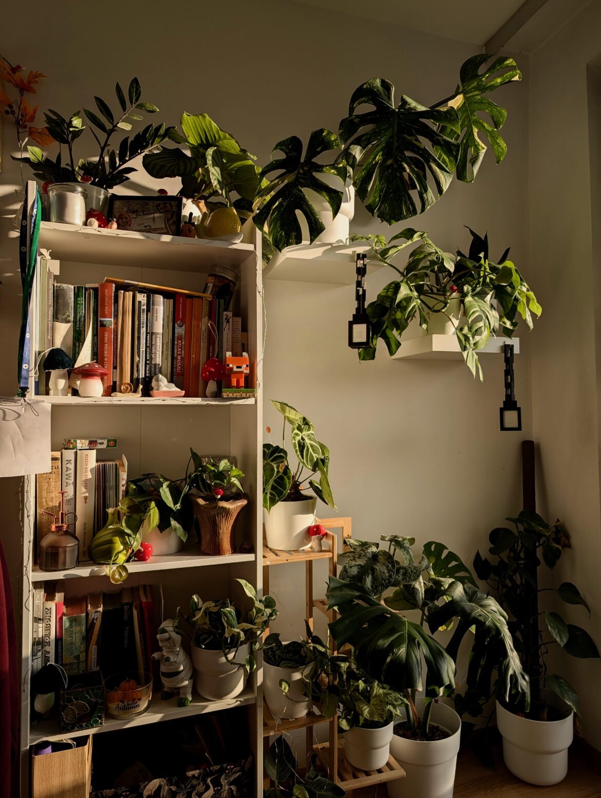 I love how my jungle looks in the sunlight