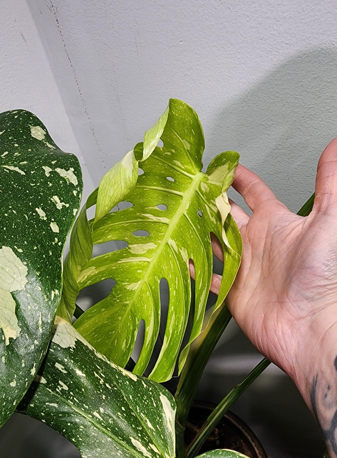 Yay inner fenestration