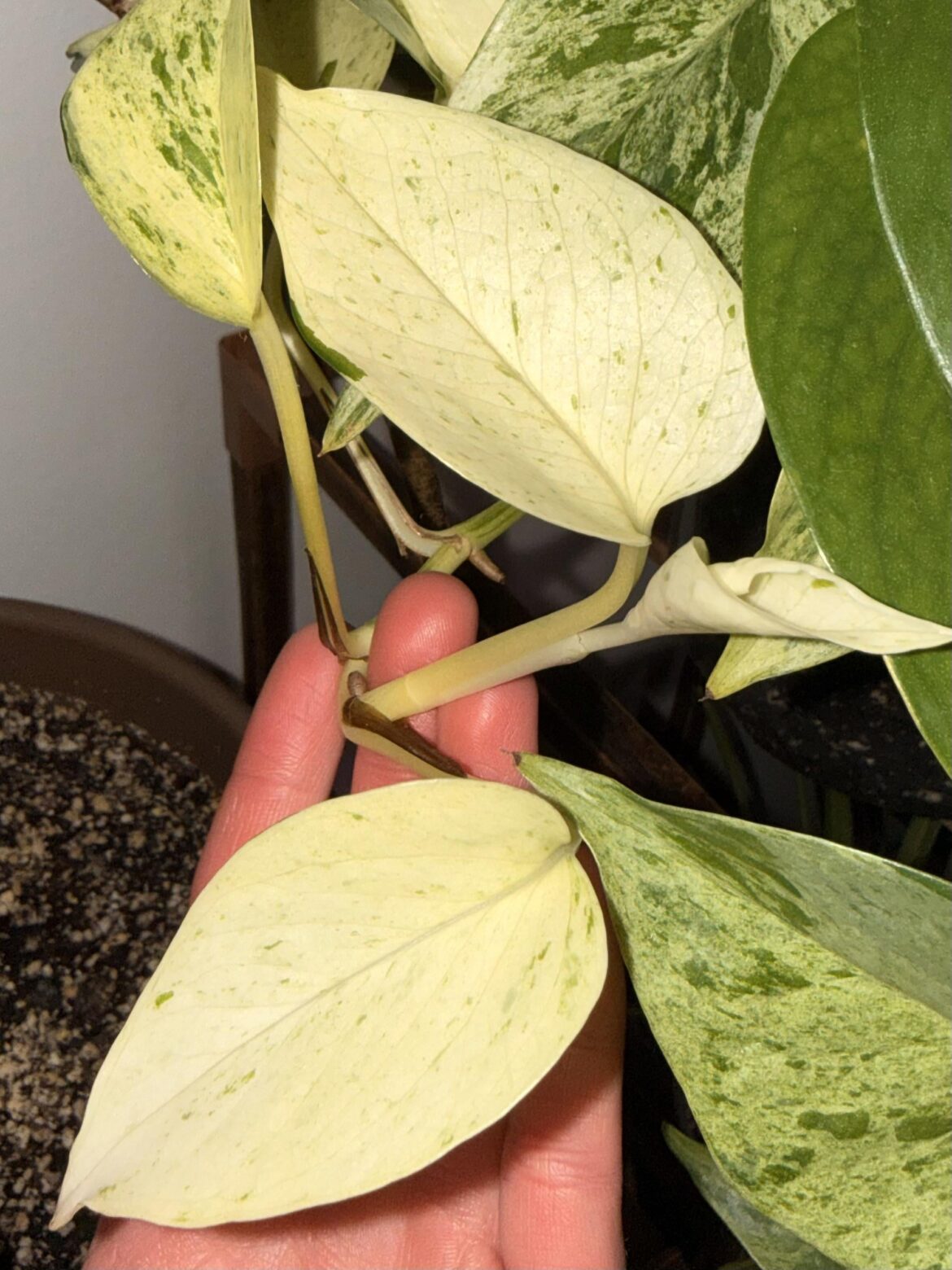 holy variegation