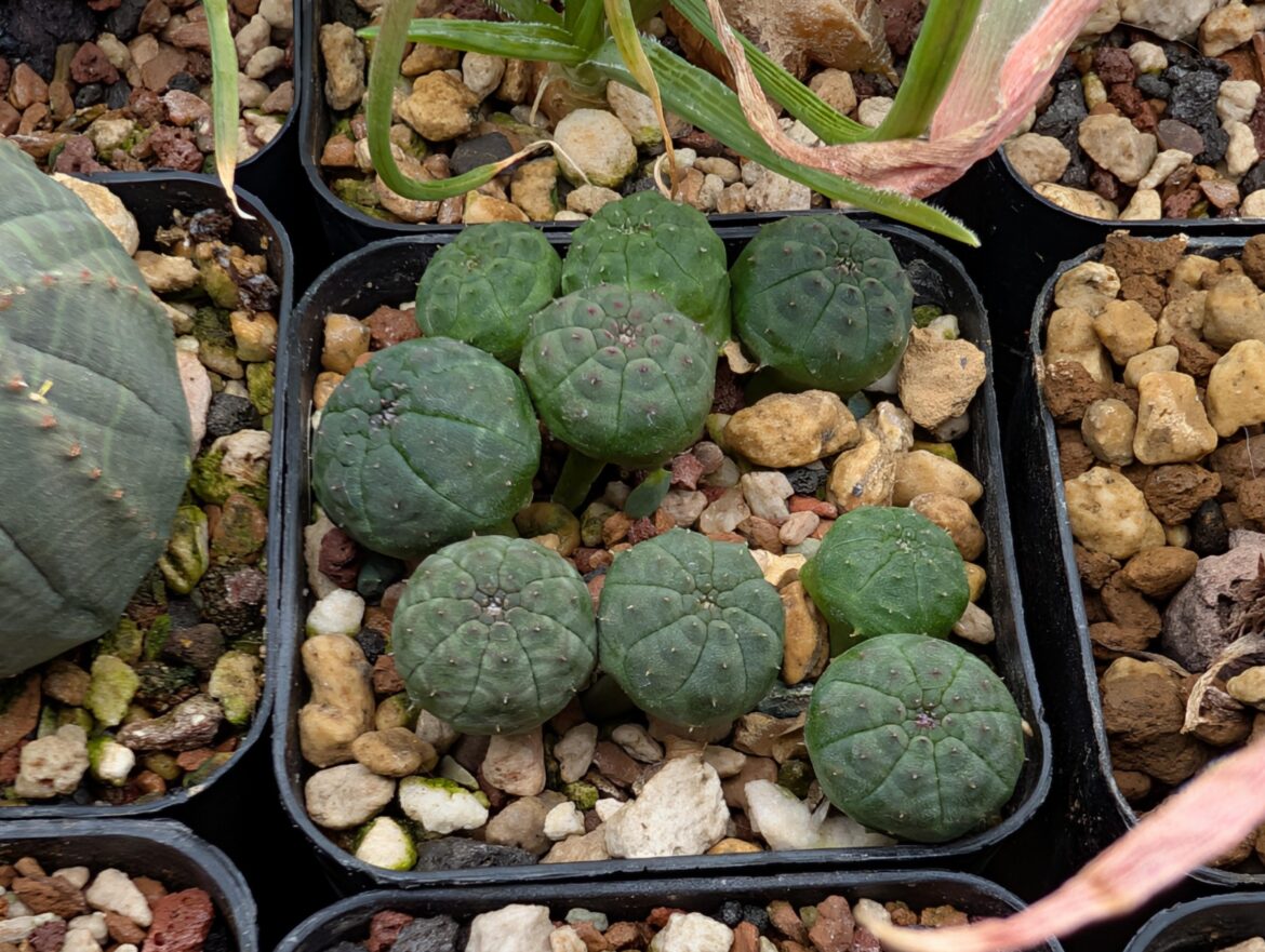 Baby obesa are the cutest