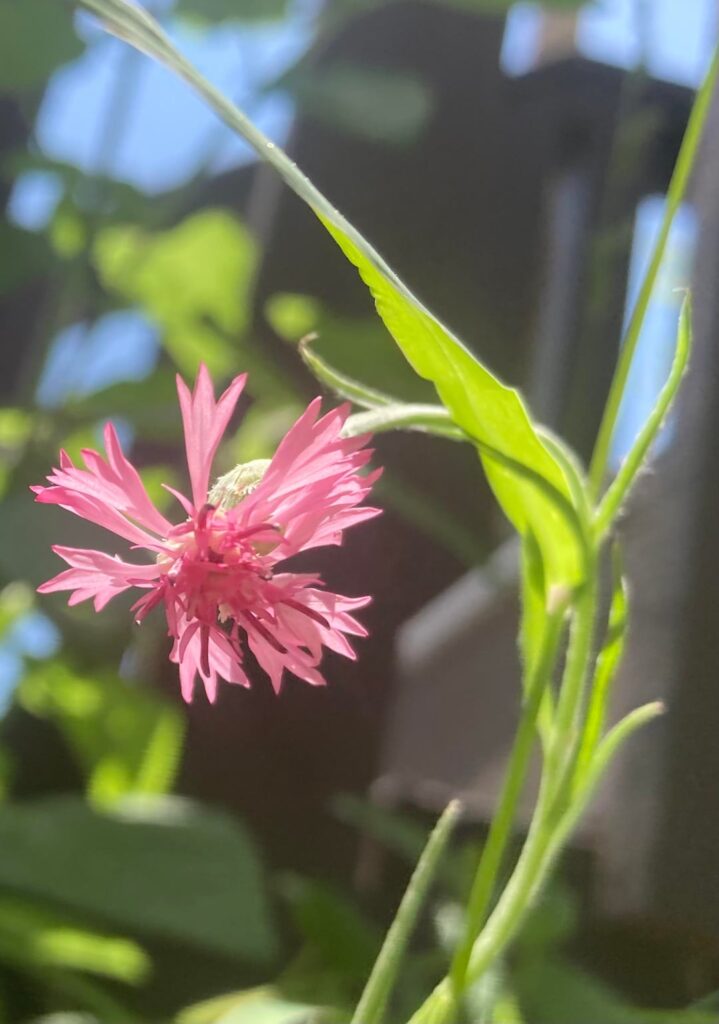 A Beautiful Pink Cornflower in My Garden 🌸