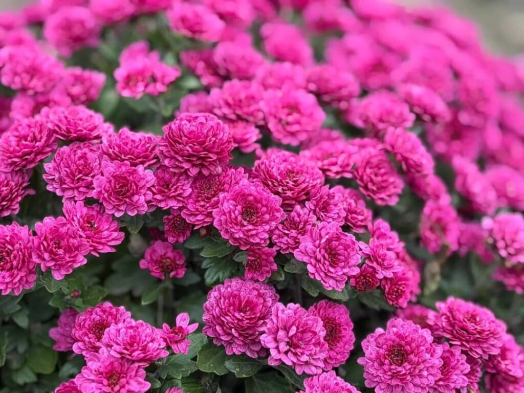 A Garden Transformed by the Beauty of Pink Flowers