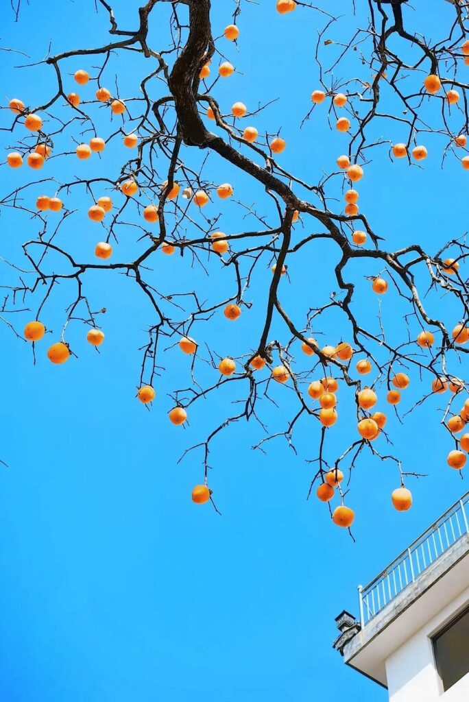A Pop of Orange on a Blue Winter Day
