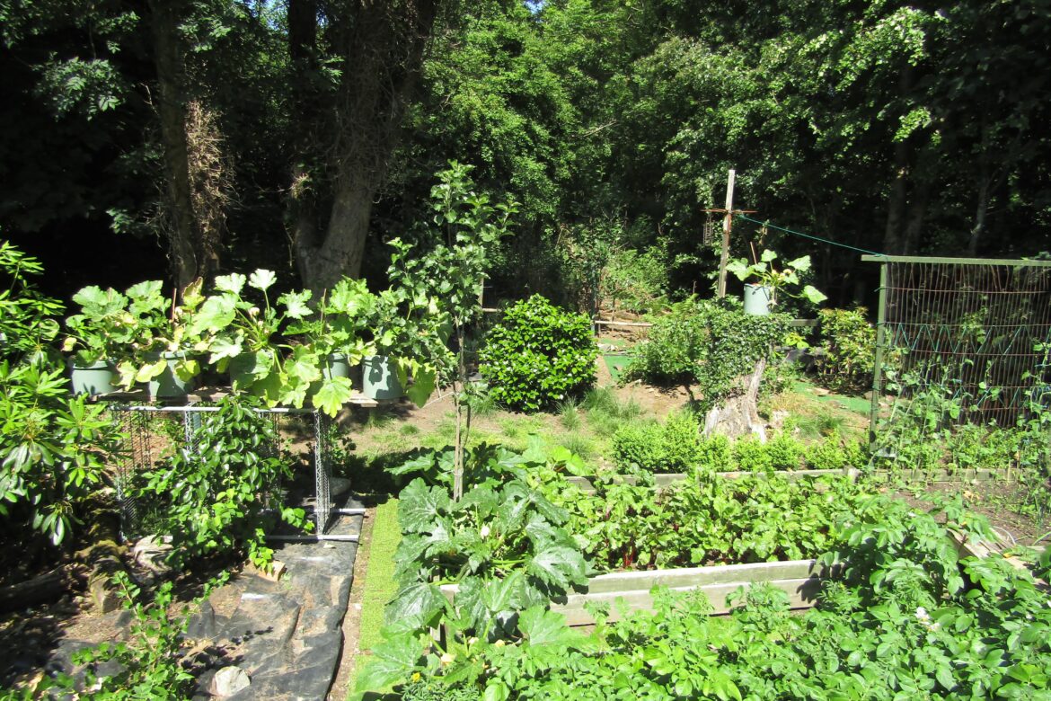 A few years ago I suggested my Dad get an allotment and he said he was too old. Today, at 76, he has outgrown his garden and overtaken the woods behind our house. He calls it his Guerilla Garden and I don't think he realises how impressive it is.