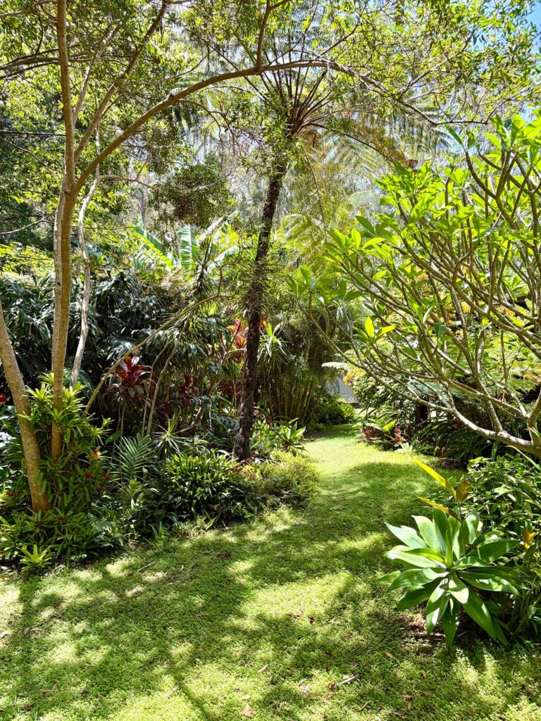 A quick dose of green from my garden for those up north who might be missing it. Arakoon, Australia