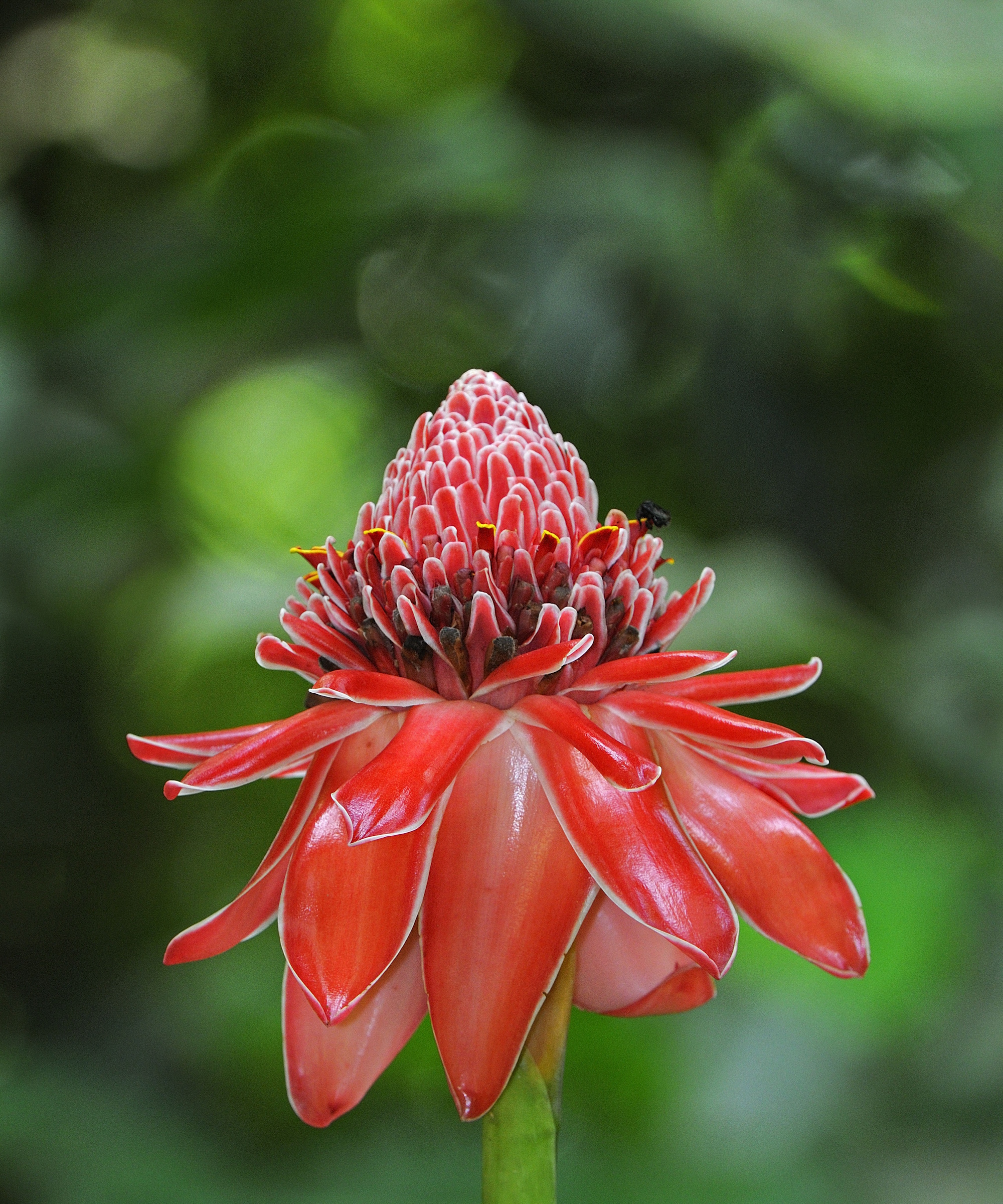 Torch Ginger (Etlingera elatior) close-up of flowerspike