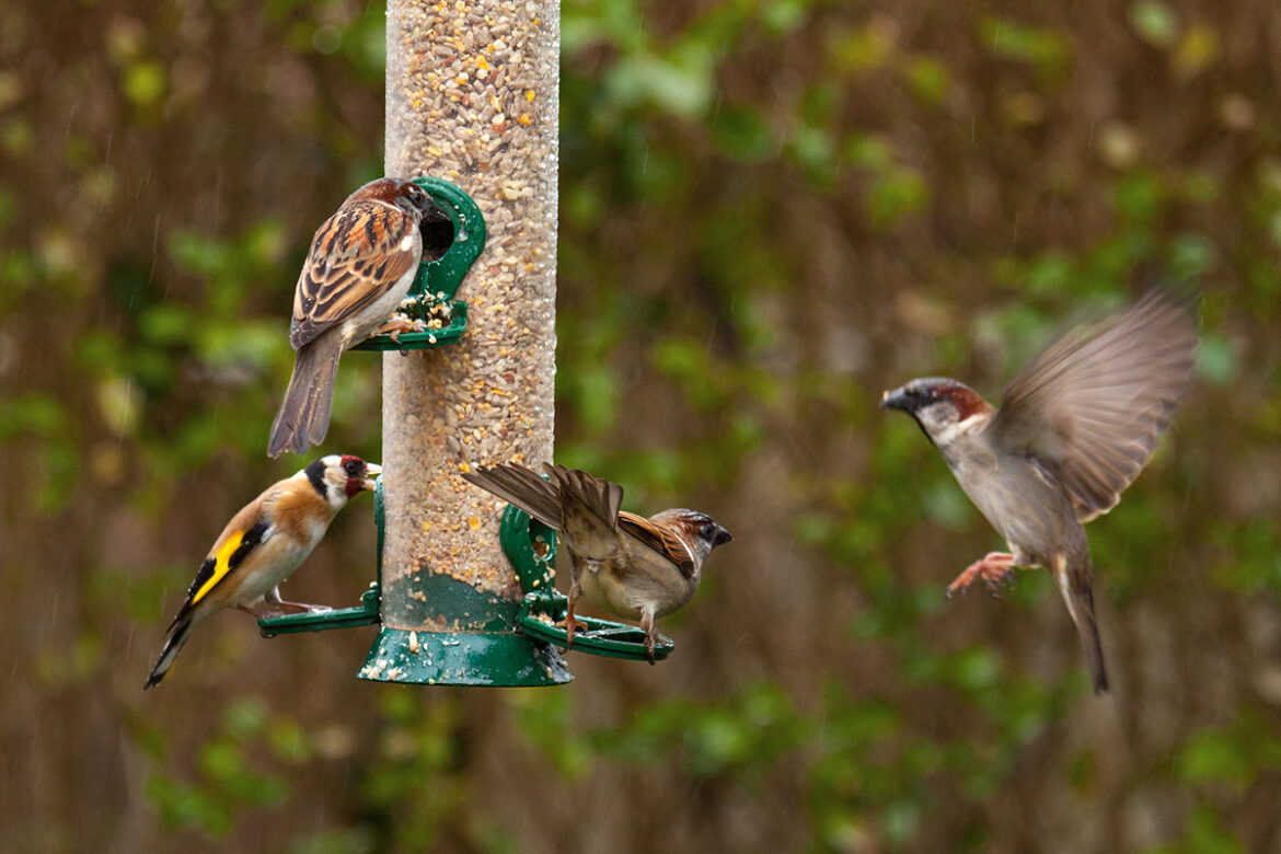 10 gifts for the gardener without spending a lot of green European goldfinch and house sparrow sitting on a silo bird feeder filled with mixed seeds (Adobe Stock │ #371003255 - Roel)