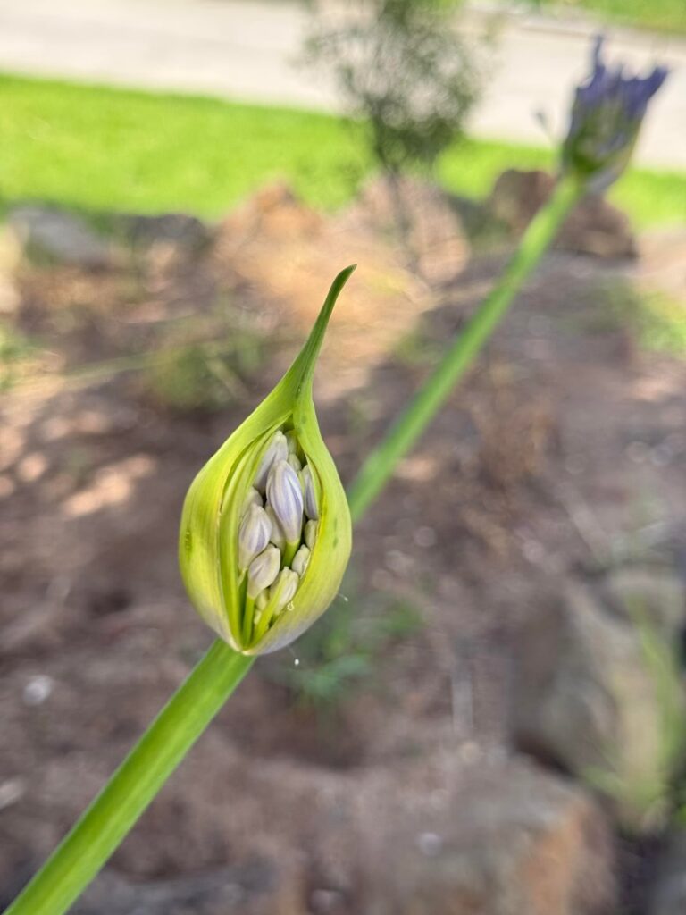 Agapanthus - African lilies