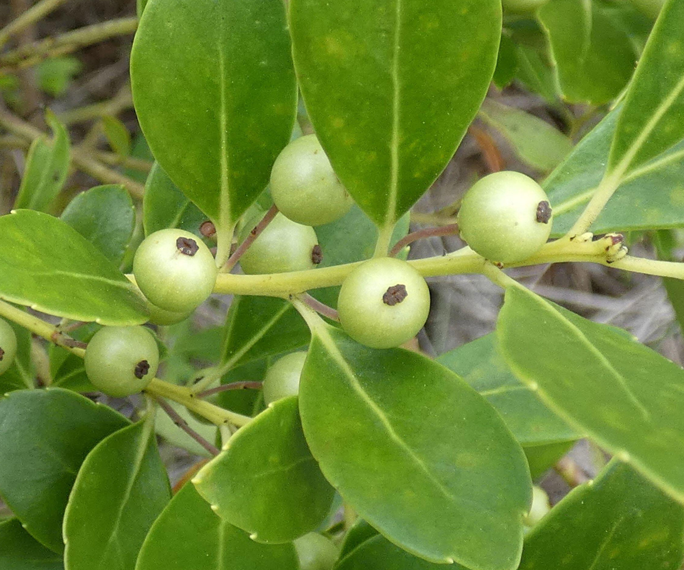 inkberry (Ilex glabra) leaves and berries
