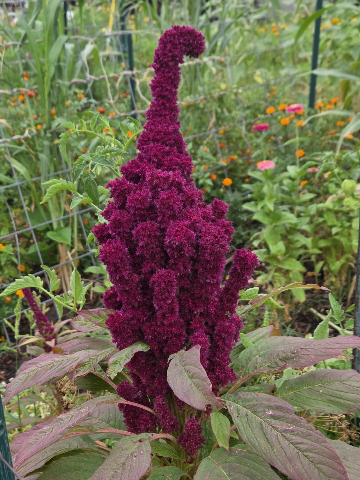 Amaranth