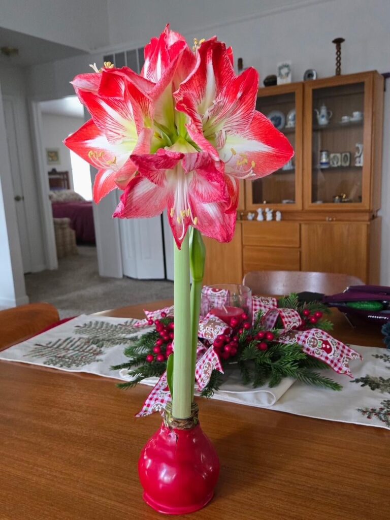 Amaryllis Gifts – I’ve gotten the amaryllis updates my co-workers talk about! Amaryllis Gifts - I've gotten the amaryllis updates my co-workers talk about!
