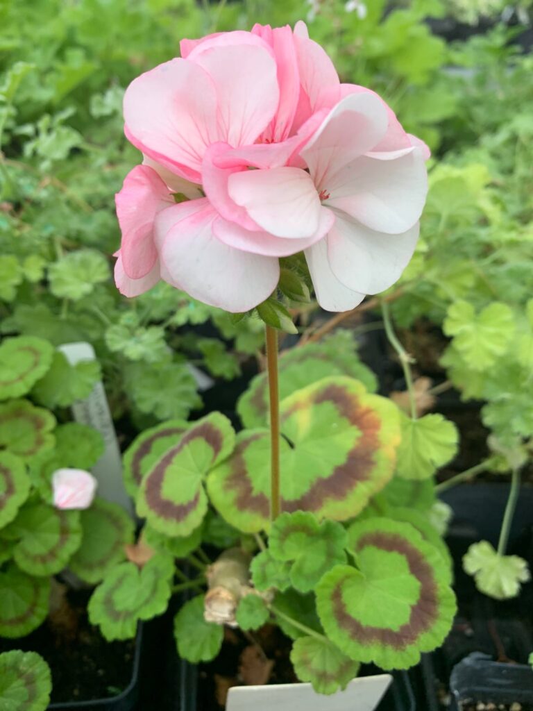 Another flower from the greenhouse for y’all 🌸