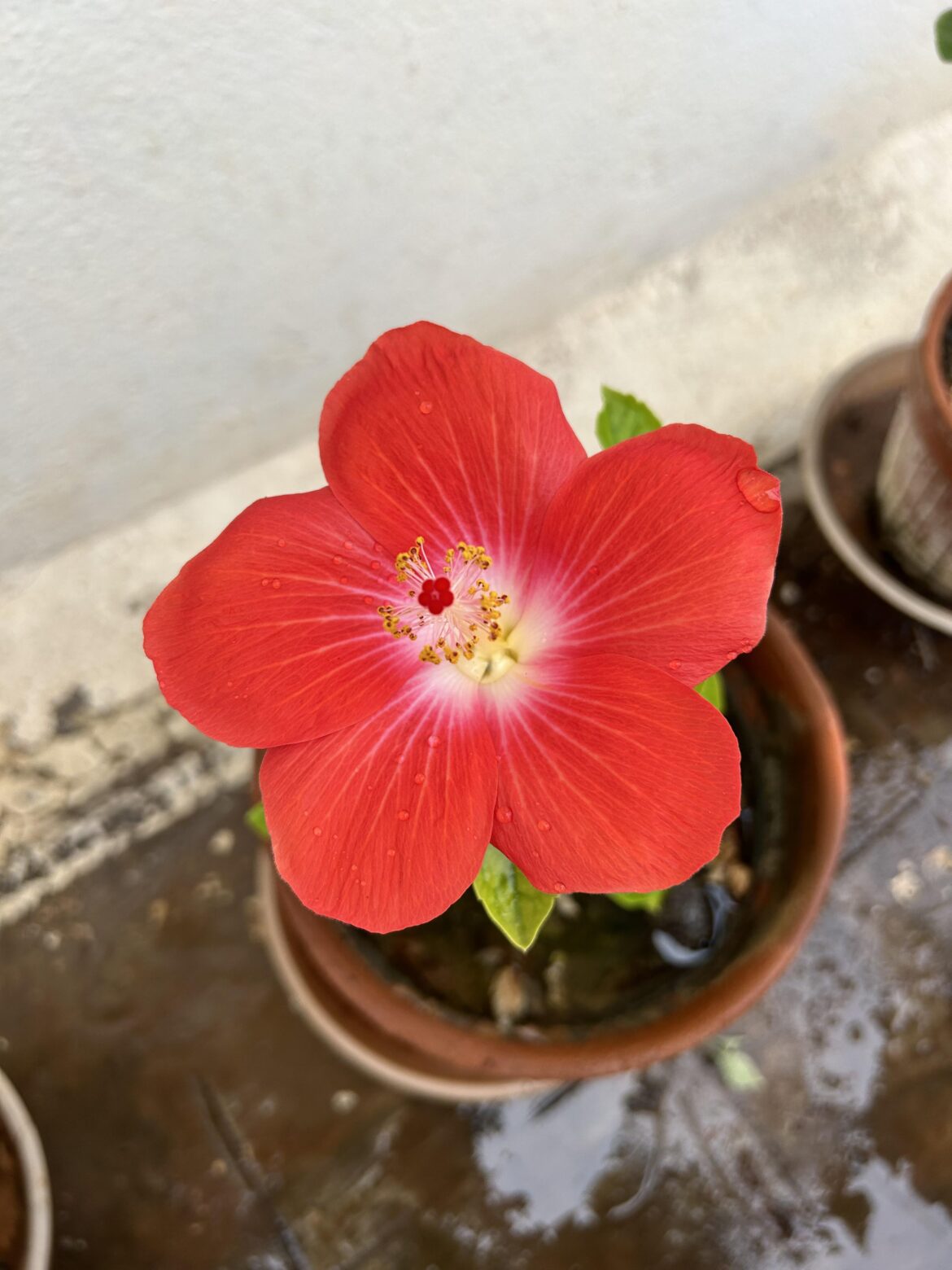 Another from my garden today