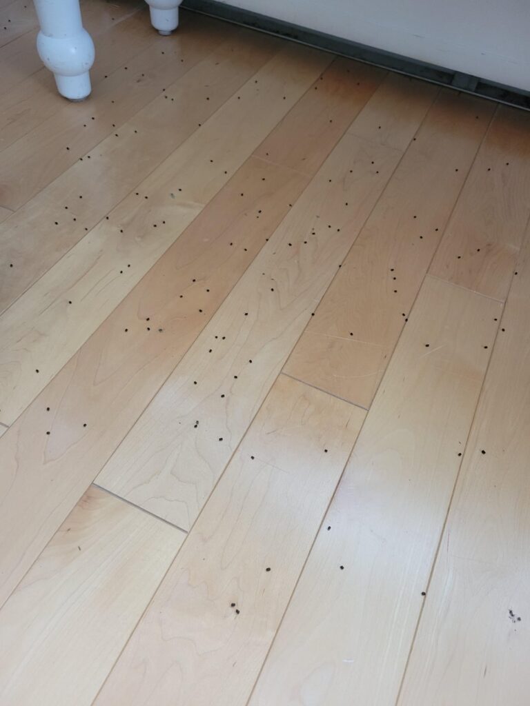 Any idea what these spots are?