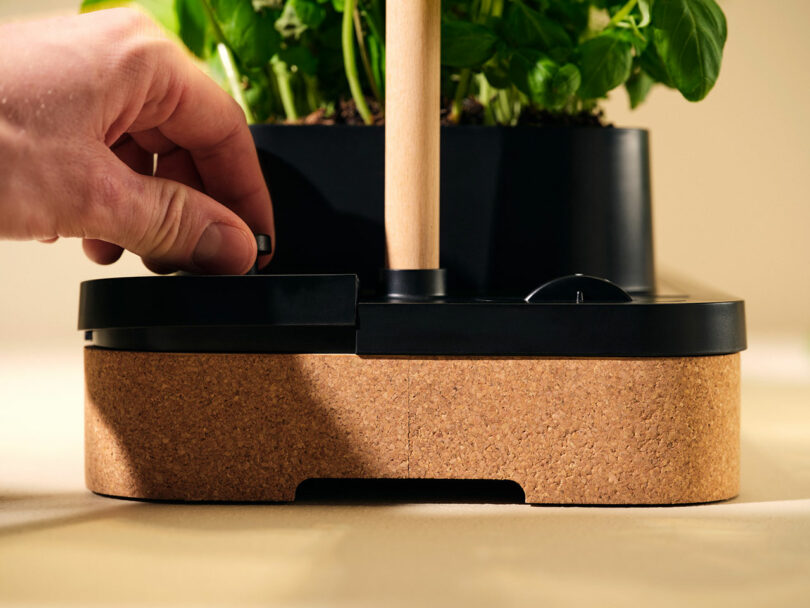 A hand adjusts a knob on a device with a cork base and black top, supporting a potted plant with green leaves in the background.