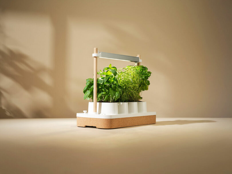 A tabletop indoor herb garden with a built-in LED grow light, growing fresh green herbs in a modern white planter against a neutral background.