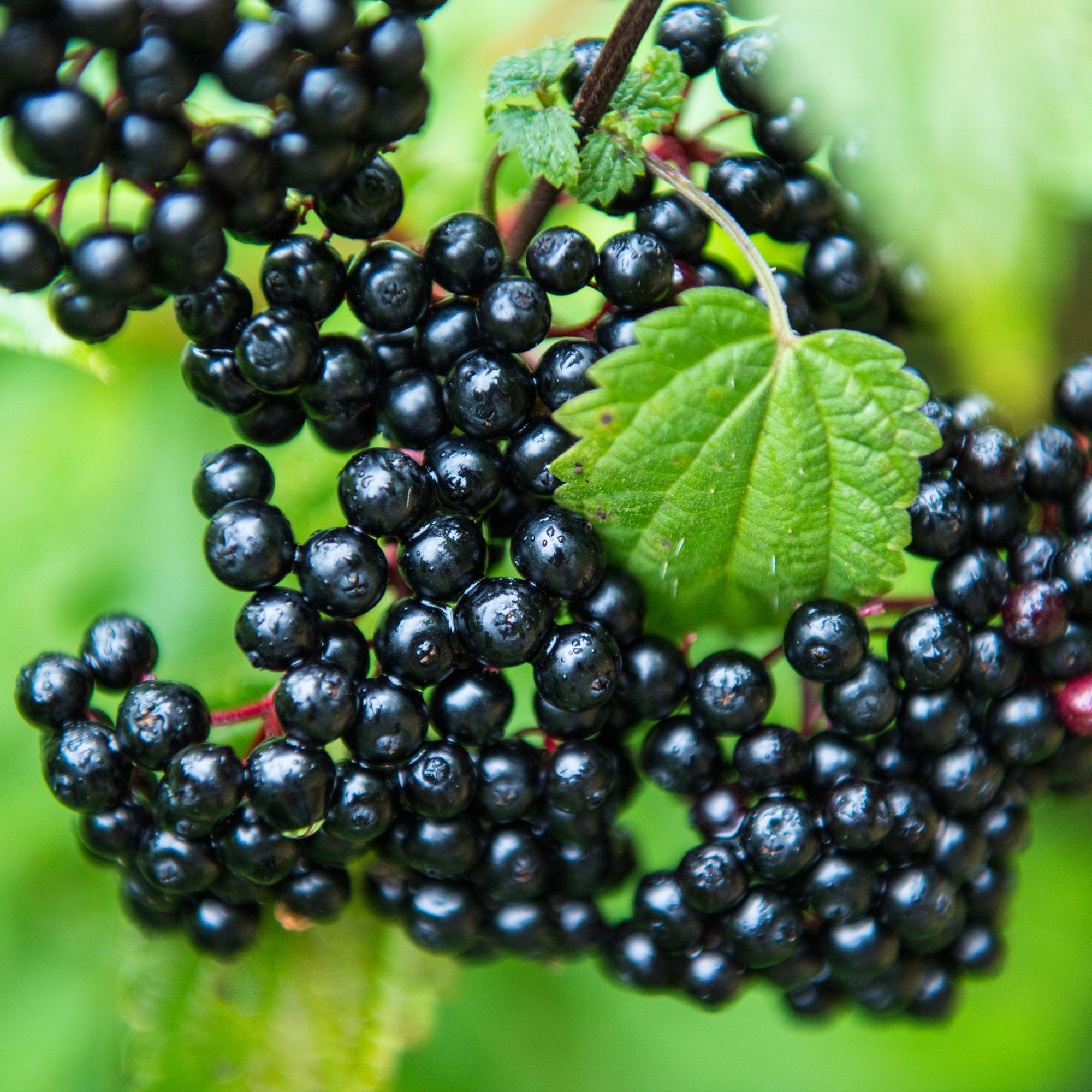 elder fruits growing on shrub in late summer and fall